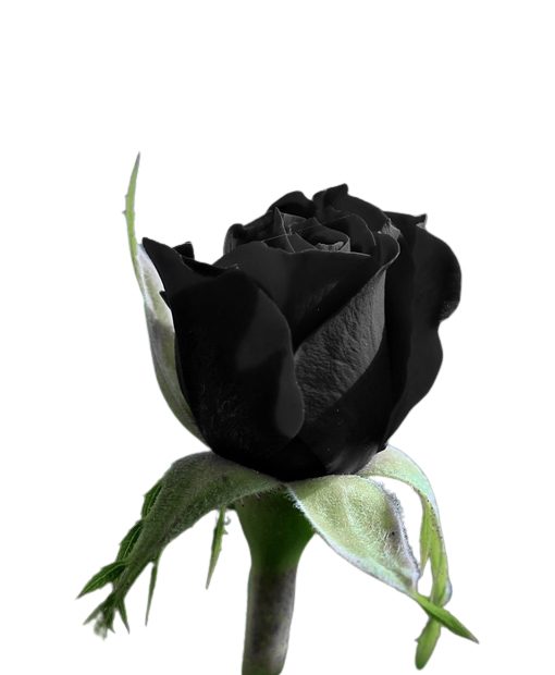 Black Rose Fragrance Oil - Candle Deli