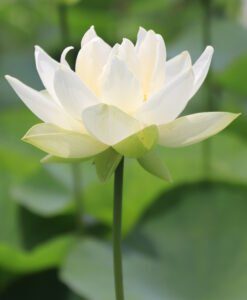 lotus flower fragrance oil