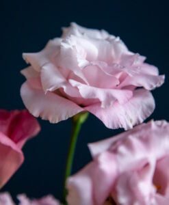 persian rose fragrance oil